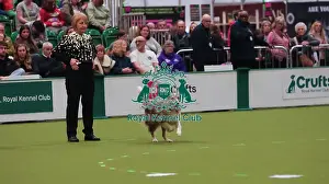 Crufts 2026 Obedience Prints: Crufts Obedience Championship Bitches Sunday 8th March 2026