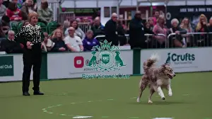 Crufts 2026 Obedience Prints: Crufts Obedience Championship Bitches Sunday 8th March 2026