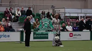 Crufts 2026 Obedience Prints: Crufts Obedience Championship Bitches Sunday 8th March 2026