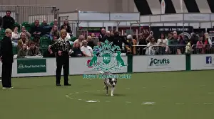 Crufts 2026 Obedience Prints: Crufts Obedience Championship Bitches Sunday 8th March 2026