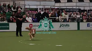 Crufts 2026 Obedience Prints: Crufts Obedience Championship Bitches Sunday 8th March 2026