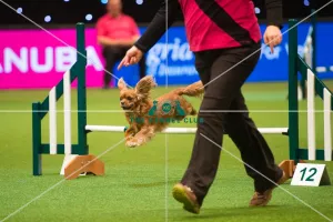 Crufts Teams - Small - Final