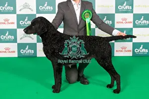 Curly Coated Retriever Prints: Curly Coated Retriever BOB