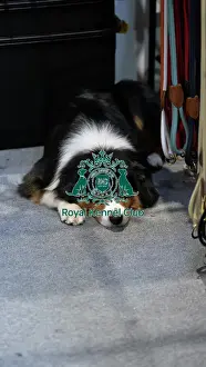 Cute Prints: Cute dog at trade stand