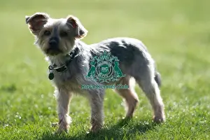 Crufts 2024 Images (BeatMedia) Prints: D-C-D-0-1-9-0 Crufts 2024 Dougal Yorkshire Terrier