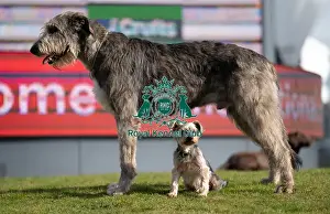 Irish Wolfhound Prints: D-C-D-0-1-9-0 Crufts 2024 Dougal Yorkshire Terrier