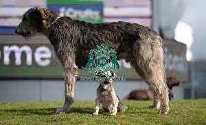 Irish Wolfhound Prints: D-C-D-0-1-9-0 Crufts 2024 Dougal Yorkshire Terrier