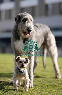 Irish Wolfhound Prints: D-C-D-0-1-9-0 Crufts 2024 Dougal Yorkshire Terrier