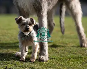 Irish Wolfhound Prints: D-C-D-0-1-9-0 Crufts 2024 Dougal Yorkshire Terrier