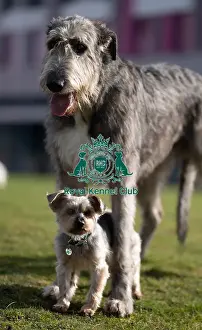 Irish Wolfhound Prints: D-C-D-0-1-9-0 Crufts 2024 Dougal Yorkshire Terrier