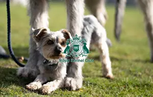 Irish Wolfhound Prints: D-C-D-0-1-9-0 Crufts 2024 Dougal Yorkshire Terrier