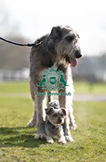 Irish Wolfhound Prints: D-C-D-0-1-9-0 Crufts 2024 Dougal Yorkshire Terrier