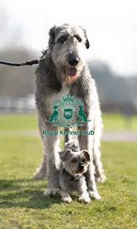 Irish Wolfhound Prints: D-C-D-0-1-9-0 Crufts 2024 Dougal Yorkshire Terrier