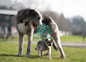 Irish Wolfhound Prints: D-C-D-0-1-9-0 Crufts 2024 Dougal Yorkshire Terrier