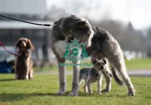 Irish Wolfhound Prints: D-C-D-0-1-9-0 Crufts 2024 Dougal Yorkshire Terrier