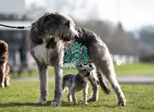 Irish Wolfhound Prints: D-C-D-0-1-9-0 Crufts 2024 Dougal Yorkshire Terrier