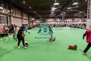 Pekingese Prints: D-C-D-0-1-9-0 Crufts 2024 NEC Birmingham Day 1