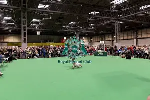 Tibetan Terrier Prints: D-C-D-0-1-9-0 Crufts 2024 NEC Birmingham Day 1