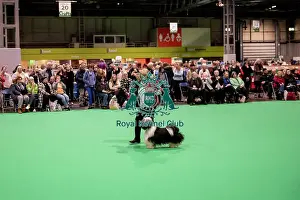 Tibetan Terrier Prints: D-C-D-0-1-9-0 Crufts 2024 NEC Birmingham Day 1