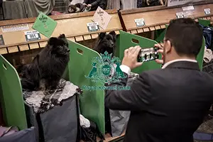 German Spitz Mittel Prints: D-C-D-0-1-9-0 Crufts 2024 NEC Birmingham Day 1
