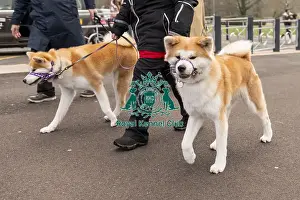 Japanese Akita Inu Prints: D-C-D-0-1-9-0 Crufts 2024 NEC Birmingham Day 1