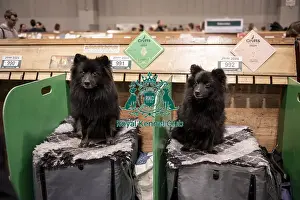 German Spitz Mittel Prints: D-C-D-0-1-9-0 Crufts 2024 NEC Birmingham Day 1