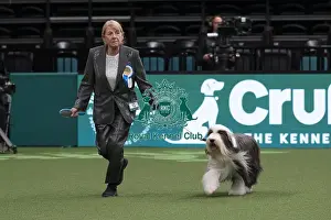 Action Prints: D-C-D-0-1-9-0 Crufts 2024 NEC Birmingham Day 1