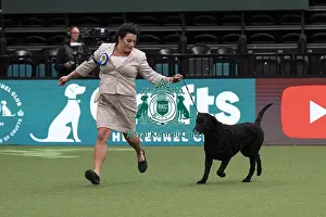 Action Prints: D-C-D-0-1-9-0 Crufts 2024 NEC Birmingham Day 1