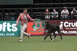 D-C-D-0-1-9-0 Crufts 2024 NEC Birmingham Day 1