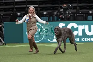 Action Prints: D-C-D-0-1-9-0 Crufts 2024 NEC Birmingham Day 1