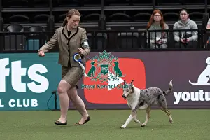 Action Prints: D-C-D-0-1-9-0 Crufts 2024 NEC Birmingham Day 1