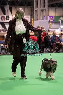 Lowchen Little Lion Dog Prints: D-C-D-0-1-9-0 Crufts 2024 NEC Birmingham Day 1