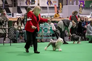 Lowchen Little Lion Dog Prints: D-C-D-0-1-9-0 Crufts 2024 NEC Birmingham Day 1