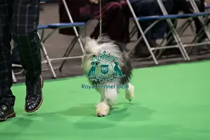 Lowchen Little Lion Dog Prints: D-C-D-0-1-9-0 Crufts 2024 NEC Birmingham Day 1