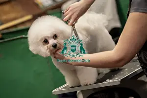 D-C-D-0-1-9-0 Crufts 2024 NEC Birmingham Day 1