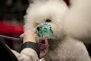 Bichon Frise Prints: D-C-D-0-1-9-0 Crufts 2024 NEC Birmingham Day 1