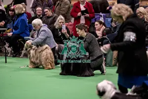 Tibetan Terrier Prints: D-C-D-0-1-9-0 Crufts 2024 NEC Birmingham Day 1