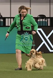 Junior Warrant Prints: D-C-D-0-1-9-0 Crufts 2024 NEC Birmingham Day 1