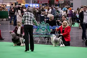 Lowchen Little Lion Dog Prints: D-C-D-0-1-9-0 Crufts 2024 NEC Birmingham Day 1