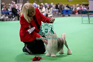 Lowchen Little Lion Dog Prints: D-C-D-0-1-9-0 Crufts 2024 NEC Birmingham Day 1