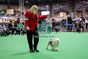Lowchen Little Lion Dog Prints: D-C-D-0-1-9-0 Crufts 2024 NEC Birmingham Day 1