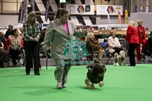 Lowchen Little Lion Dog Prints: D-C-D-0-1-9-0 Crufts 2024 NEC Birmingham Day 1