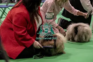 Pekingese Prints: D-C-D-0-1-9-0 Crufts 2024 NEC Birmingham Day 1