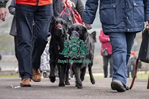 Retriever Flat Coated Prints: D-C-D-0-1-9-0 Crufts 2024 NEC Birmingham Day 1