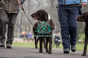 Retriever Curly Coated Prints: D-C-D-0-1-9-0 Crufts 2024 NEC Birmingham Day 1