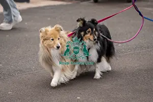 Shetland Sheepdog Prints: D-C-D-0-1-9-0 Crufts 2024 NEC Birmingham Day 1