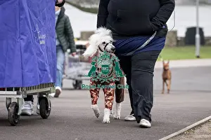 Poodle Standard Prints: D-C-D-0-1-9-0 Crufts 2024 NEC Birmingham Day 1