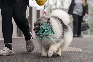 Keeshond Prints: D-C-D-0-1-9-0 Crufts 2024 NEC Birmingham Day 1