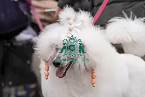 Poodle Standard Prints: D-C-D-0-1-9-0 Crufts 2024 NEC Birmingham Day 1