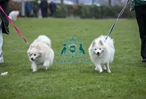 German Spitz Prints: D-C-D-0-1-9-0 Crufts 2024 NEC Birmingham Day 1